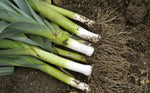 Leek, Verdonnet
